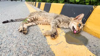 Dying Mother Cat and Crying Kittens From Busy Road Against All Odds Rescue Story [upl. by Misty149]