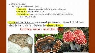 Introduction to Fungus [upl. by Fleeta]