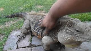 Lizard Greets Man like a Dog [upl. by Agace840]