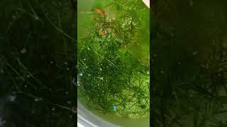 Marigold platys ❤️platys out door pondaquariumfish trending short 👍amp subscribe [upl. by Altheta363]