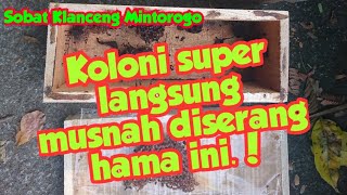 Koloni super langsung musnah diserang hama ini  Sobat Klanceng Mintorogo [upl. by Nye347]