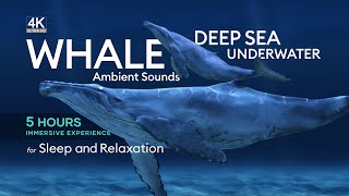 5 Hours of Deep Underwater Whale Sounds for Sleep and Relaxation  NO MUSIC  Ambient Sounds [upl. by Mchenry]