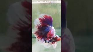 Betta😨 fish foryou beauty like bettafish reels song shorts share viralvideo dance funny [upl. by Thagard758]