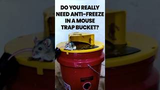 Why You NEED Antifreeze in Mouse Bucket Traps [upl. by Olenolin]