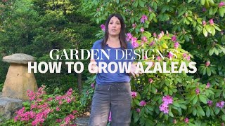 How to Grow Azaleas [upl. by Drucilla]