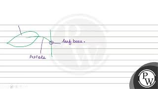 Petiole part of the leaf is known as A epipodium B mesopodium C hypopodium D none of these [upl. by Hands975]