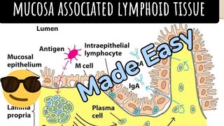 MALTMucosa Associated Lymphoid Tissue Secondary Lymphoid organ [upl. by Viglione]