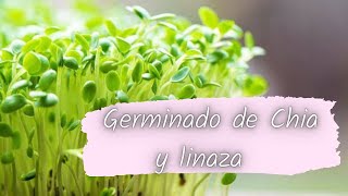 Como hacer germinado 🌱 👉🏻 chia y linaza  propiedades [upl. by Huff]