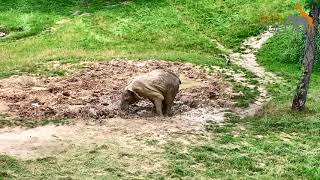 Elefant Tamo im Opel Zoo beim Schlammbad [upl. by Rovert]