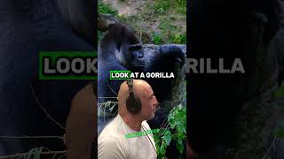 Gorillas From Mythical Creatures to RealLife Giants  Paul Rosolie amp Joe Rogan jre shorts [upl. by Georgine308]