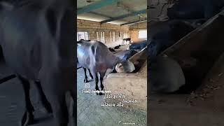 nitiajdharmdairyfarmingbusinessgirsomnathsasanborvavshortsvideobynitin [upl. by Yelnik]