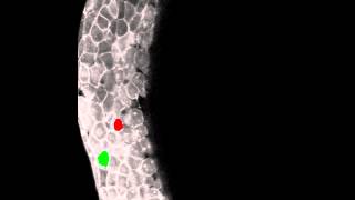 Paraxial mesendoderm progenitor cell ingression at the onset of gastrulation in zebrafish [upl. by Nevla610]