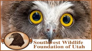 Rescued Sawwhet Owl babies Cute little owls with razor sharp talons [upl. by Stauffer]