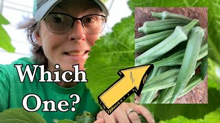 Okra Comparison Which should you grow You may be surprised [upl. by Pillyhp]