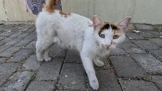 Cat with a white spot at the tip of its tail says hello to me with its cute meow [upl. by Bouzoun]