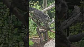 Twotoed sloth 🦥 at the Fort Wayne Childrens Zoo [upl. by Vaasta]