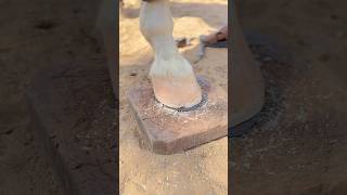 Very cool finishing a horses hoof 😱❣️ horse hoofcare hoof [upl. by Sivram20]