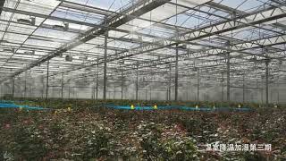 Mist system for greenhouse  Nebufly Fog Misting System [upl. by Aniretake]