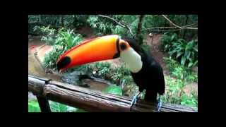 Increible Tucan que habla [upl. by Clo507]