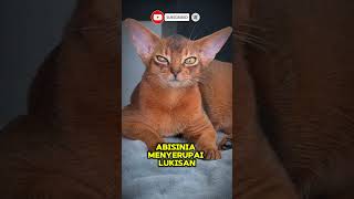 Kucing abisiniavideo animals shorts youtubeshorts [upl. by Ahsinrat]