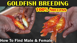 Goldfish breeding at home  100 success rate [upl. by Mindy]