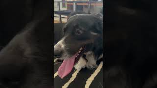 My border collie put your 👅tongue away 🤣boophyboophy cutedog [upl. by Eimmis]