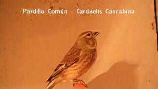 CARDUELIS CANNABINA [upl. by Iznek918]