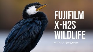 Fujifilm XH2S  A Wildlife Powerhouse for Photo and Video  XF 150600mm  Wildlife Photography [upl. by Ahselat]