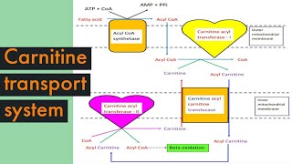 Carnitine transport system in Biochemistry Role of Carnitine in fatty acid oxidation amp significance [upl. by Ecinnahs64]