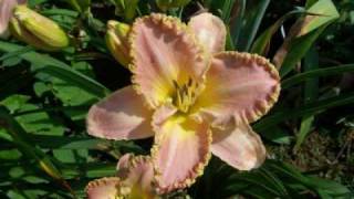 Hemerocallis  Taglilien Daylilies [upl. by Bethina456]