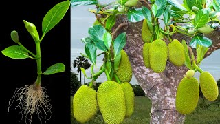 How To Growing jackfruit in Orange To Many jackfruit Tree Grafting jackfruit tree [upl. by Kathrine]