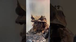 Malayan Leaf Frog 🙀🙀🙀 shortvideo shortvideo darkspace [upl. by Animrac]