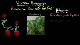 Vegetative propagation  Reproduction  Class 10 Biology  Khan Academy [upl. by Baer]