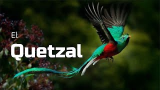 🟢TODO SOBRE EL QUETZAL [upl. by Tedd]