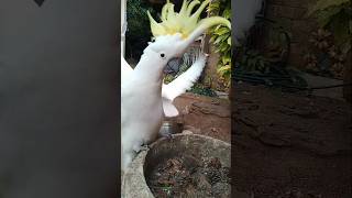 Cockatoo Gets A Fright 🔸 Some Cute Bird Faces [upl. by Cornelius]