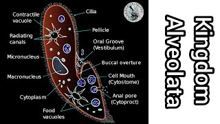 Kingdom Alveolata  Apicomplexans Ciliates and Dinoflagellates [upl. by Alyakam]