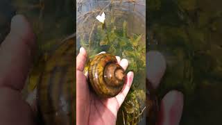 Natural big apple snail living place  Catch big snail by hand live schnecken slakken [upl. by Ayeka656]