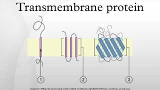 Transmembrane protein [upl. by Esertak250]