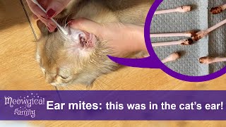 How to Treat and Clean Ear Mites in 2 Easy Steps 🤯 Look What Was in the Cats Ears [upl. by Enomsed556]