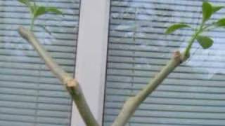 How to cut a Brugmansia [upl. by Shela]