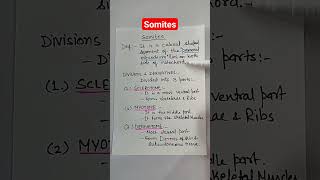 Somites and its derivatives  Embryology [upl. by Ayikin]