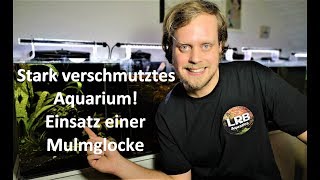 Stark verschmutztes Aquarium Einsatz einer Mulmglocke [upl. by Kaspar958]