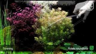 Rotala rotundifolia [upl. by Zaid]