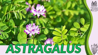 ASTRAGALUS Information Description amp More Astragalus propinquus [upl. by Whale983]