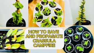 How to save and propagate “CRASSULA CAMPFIRE” succulent [upl. by Nnainot]