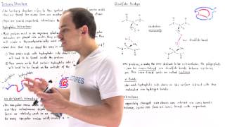 Tertiary Structure of Proteins [upl. by Llerahs563]