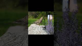 Mourning Dove Cooing birds birdwatching wildlife nature dove [upl. by Hassadah]