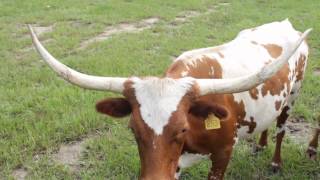 Bogle Farms Miniature Texas Longhorn amp Miniature Zebu [upl. by Devol]