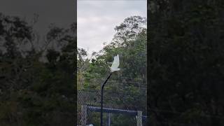 Adorable Little Corellas Playful Parrots in Action cockatoo [upl. by Hertberg]