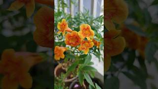 Tecoma plant  orange color flower shorts like subscribe tecoma flowers [upl. by Alderson337]